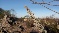Buddleja cordobensis
