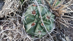Gymnocalycium mostii