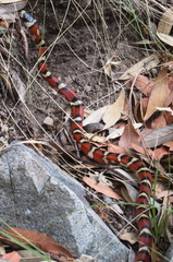 Lampropeltis knoblochi
