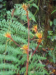 Pitcairnia dendroidea