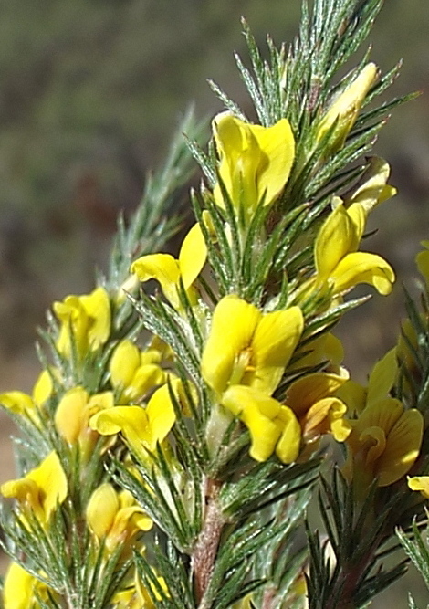 Braless Capegorse