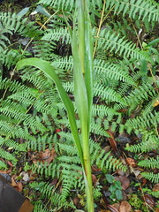 Pitcairnia dendroidea