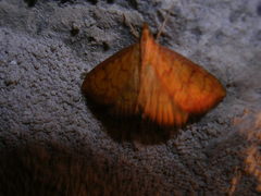 Ecpyrrhorrhoe rubiginalis