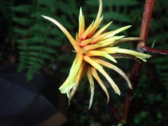 Pitcairnia dendroidea