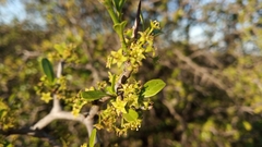 Condalia montana