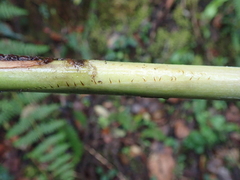 Pitcairnia dendroidea