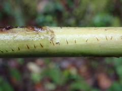 Pitcairnia dendroidea