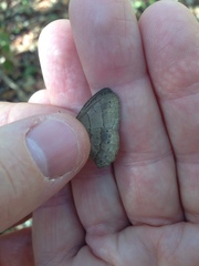 Paryphthimoides poltys