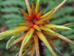 Pitcairnia dendroidea