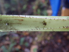 Pitcairnia dendroidea