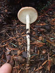 Rhodocollybia oregonensis