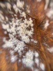 Erysiphe liriodendri