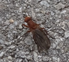 Schroederella iners