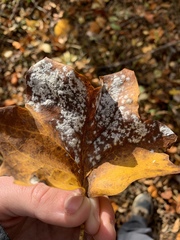 Erysiphe liriodendri