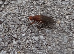 Schroederella iners