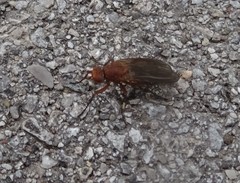 Schroederella iners