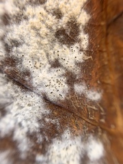 Erysiphe liriodendri