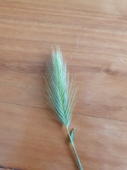 Hordeum murinum glaucum