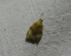 Clepsis siciliana