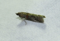 Acrobasis bithynella