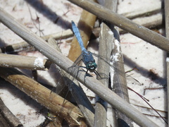 Orthetrum boumiera