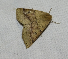 Crocallis dardoinaria