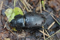 Lucanus cervus cervus
