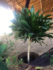 Dracaena fragrans compacta