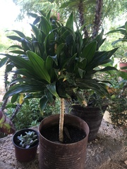 Dracaena fragrans compacta