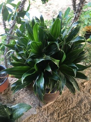 Dracaena fragrans compacta