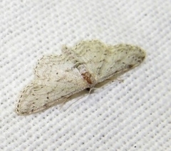 Idaea incisaria