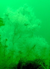 Antipathella fiordensis