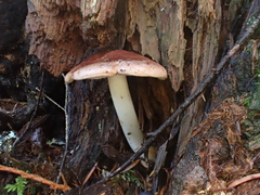 Rhodocollybia oregonensis