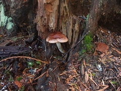Rhodocollybia oregonensis
