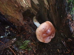 Rhodocollybia oregonensis