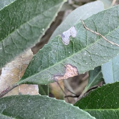 Stigmella heteromelis