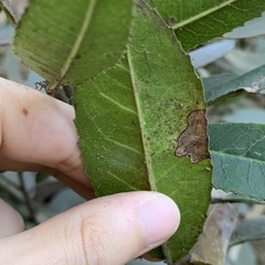 Stigmella heteromelis