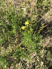 Hypericum fasciculatum