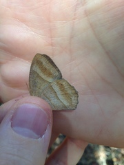 Yphthimoides ochracea