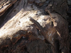 Liolaemus lemniscatus