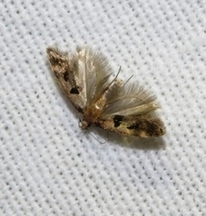 Mirificarma cabezella
