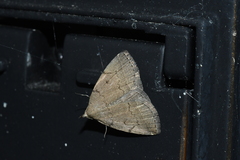 Zanclognatha protumnusalis