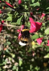 Bombus terrestris
