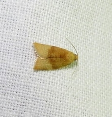 Clepsis siciliana