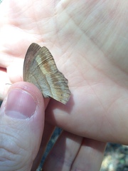 Yphthimoides ochracea