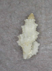 Microdaphne morrisoni