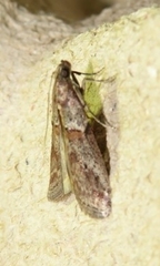 Acrobasis bithynella