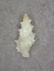 Microdaphne morrisoni