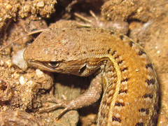 Liolaemus lemniscatus
