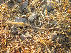 Liolaemus lemniscatus